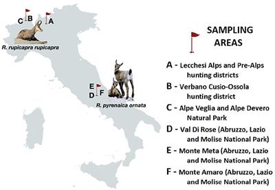 Diversity of Eimeria Species in Wild Chamois Rupicapra spp.: A Statistical Approach in Morphological Taxonomy